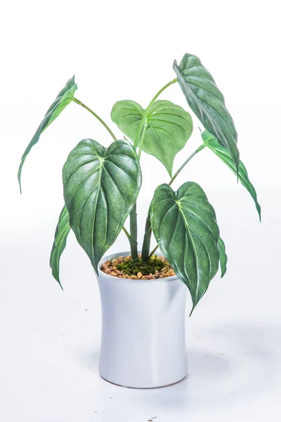 Зеленое Растение Белый Фон — стоковое фото