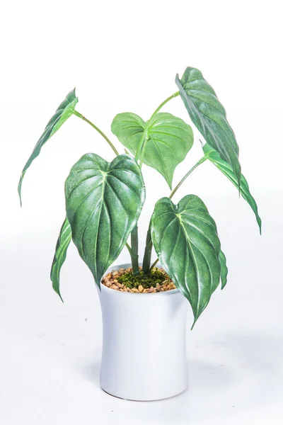 Planta Verde Fondo Blanco — Foto de Stock