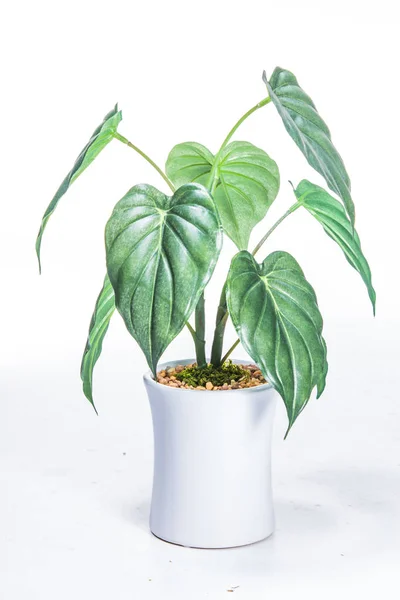 緑の植物白の背景 — ストック写真