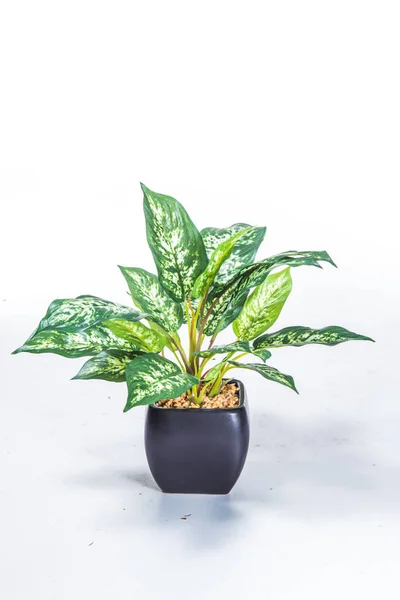 Green Plant White Background — Stock Photo, Image