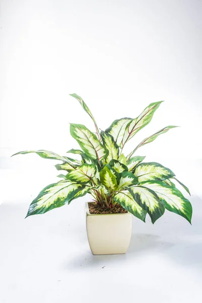 Green Plant White Background — Stock Photo, Image