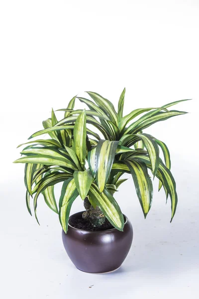 Green Plant White Background — Stock Photo, Image