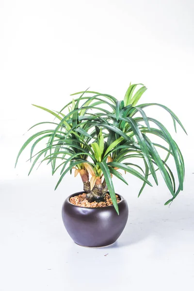 Green Plant White Background — Stock Photo, Image