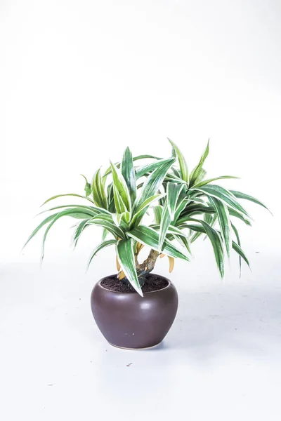 Green Plant White Background — Stock Photo, Image