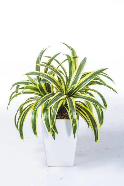 Зеленое Растение Белый Фон — стоковое фото