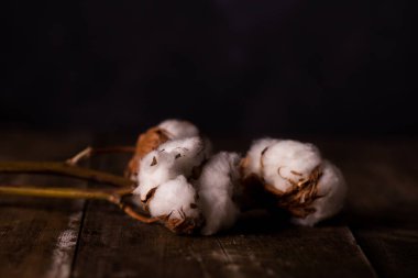 Pamuk. Güzel Pamuk bitki tomurcukları ahşap arka plan üzerinde