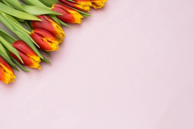 Kırmızı ve Sarı Lale metin yer pastel zemin üzerine üst üste yalan. Bahar kavramı. Düz yatıyordu, en iyi görünümü.