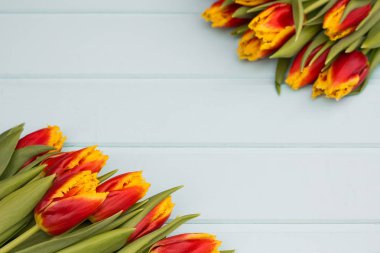 Kırmızı ve Sarı Lale metin yer pastel zemin üzerine üst üste yalan. Bahar kavramı. Düz yatıyordu, en iyi görünümü.