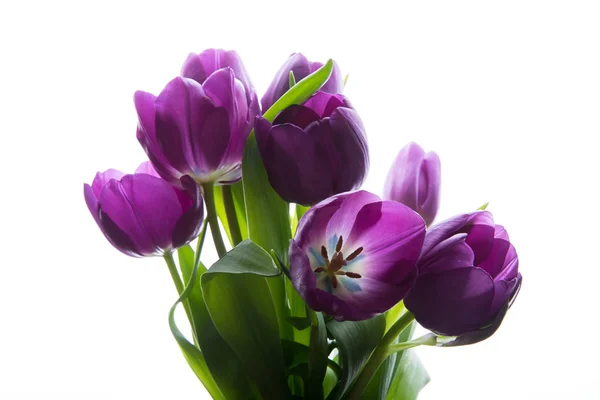 Boeket verse paarse tulpen. Paarse tulpen op de witte achtergrond — Stockfoto