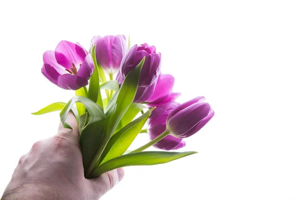 花束的紫色郁金香花在人手隔绝, 复制空间。拿着一堆郁金香的人。复制文本的空间. — 图库照片
