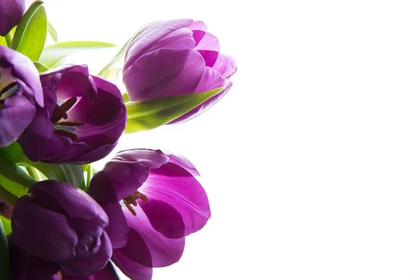 一束新鲜的紫色郁金香。白色背景上的紫色郁金香 — 图库照片