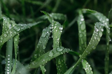 Taze yeşil çimen çiy ile yakın kadar bırakır. Driops taze çimenlerin üzerinde yağmur sonrası su. Hafif çiğ çimenlerin üzerinde
