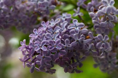 Lila bush, eflatun çiçekler, doğal mevsimlik çiçek arka plan. Tatil kartı ile kopya alanı olarak kullanılabilir.