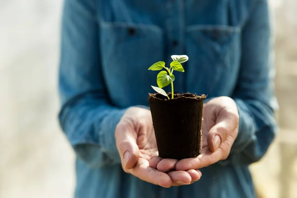 Kvinnlig bonde håller tomatplantor i sina händer för plantering. Plantering plantor pÃ ¥vÃ ¥ren i marken. Royaltyfria Stockbilder