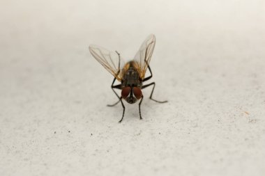 böcek, sinek dünya