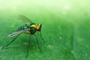 renk sinek böcek dünyasına