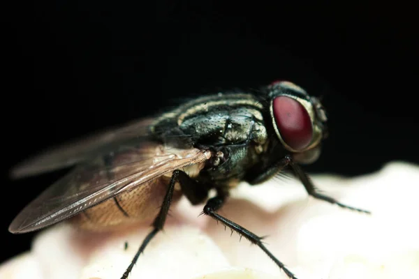 Hnědý fly na černém pozadí — Stock fotografie