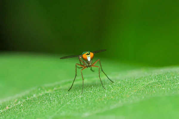 Mosca da cor na folha verde — Fotografia de Stock