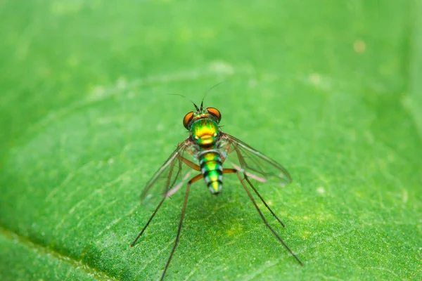 Färg fluga på grönt blad bak — Stockfoto