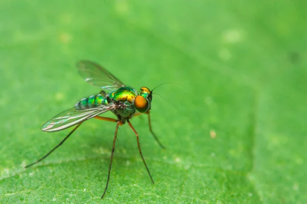 Кольорова муха на зеленому листі ліворуч — стокове фото