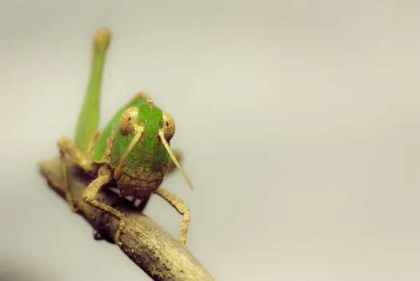 Cute Green Grasshopper — Stock Photo, Image