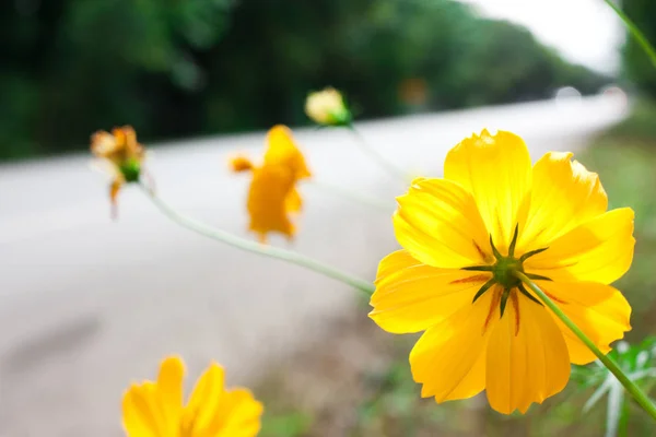 Flores en el lado de la carretera fucus derecha — Foto de Stock