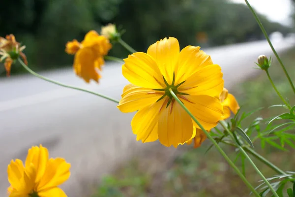 Flores en el lado de la carretera fucus derecha — Foto de Stock