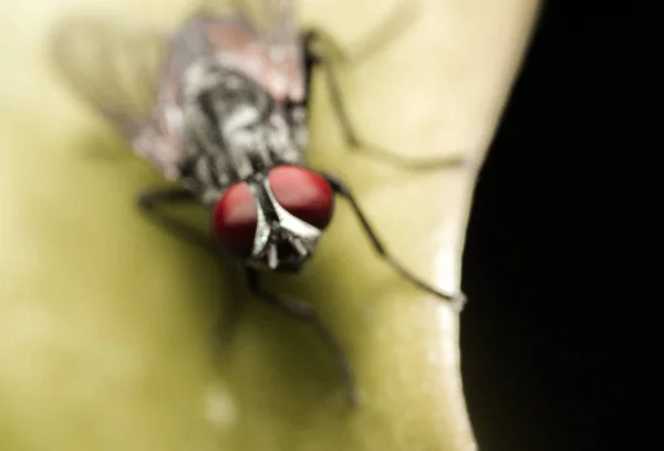 Муха світ комах — стокове фото