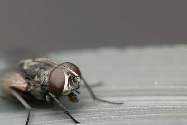 빨간 눈 비행 곤충의 세계 — 스톡 사진