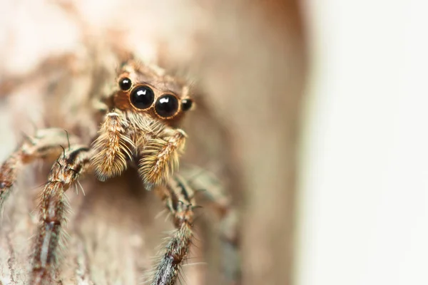 Dunia laba-laba melompat serangga — Stok Foto