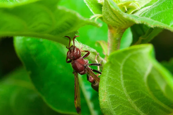 Hornets pod skrzydła — Zdjęcie stockowe