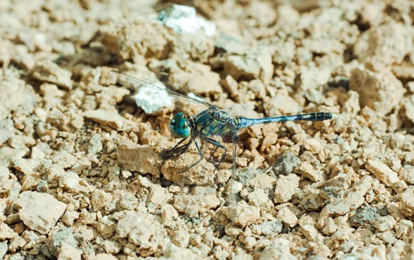zemin üzerinde Dragon fly