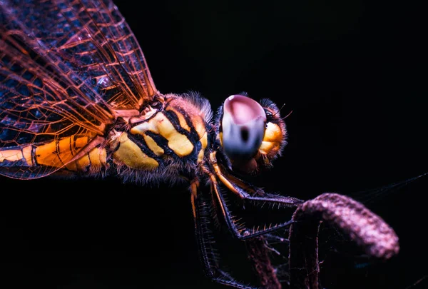 Macro da libélula mágica — Fotografia de Stock