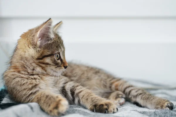 Cute little kitten — Stock Photo, Image