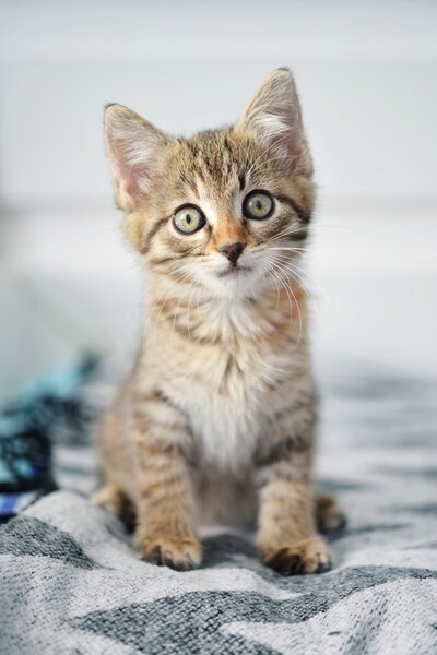 Cute little kitten Royalty Free Stock Photos