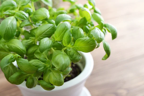 Basil dalam panci tanah liat putih — Stok Foto