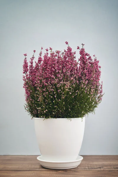 Calluna vulgaris в цветочном горшке — стоковое фото