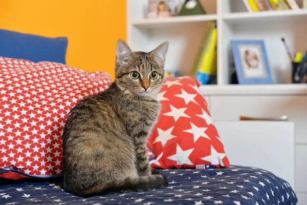Cute mały kotek, siedząc na kanapie — Zdjęcie stockowe