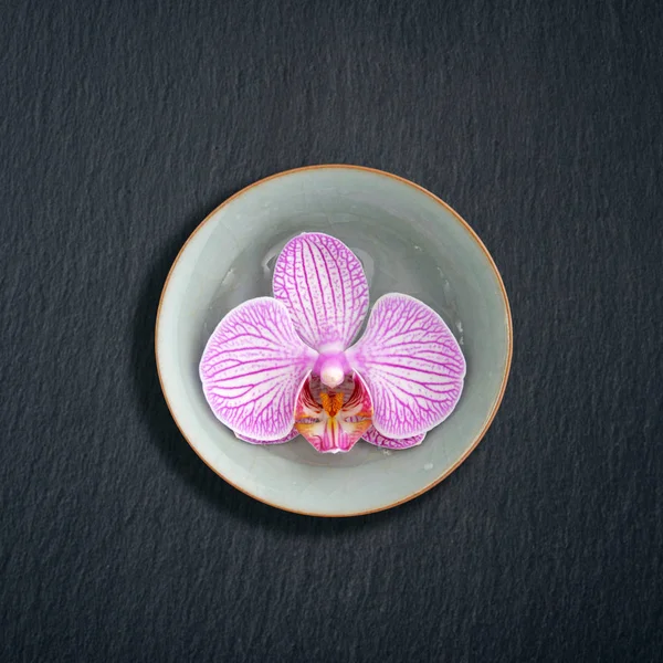 Розовая орхидея в миске — стоковое фото