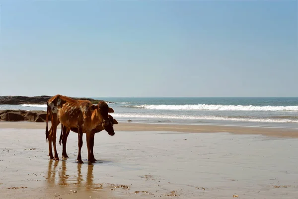 Krowy na plaży — Zdjęcie stockowe