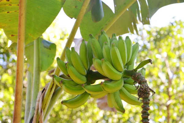 Banana árvore com um monte — Fotografia de Stock