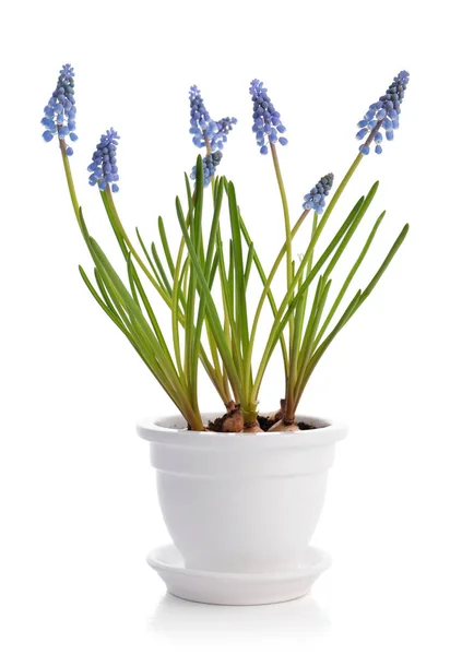 První modrá jarní květiny "Modřenec" — Stock fotografie