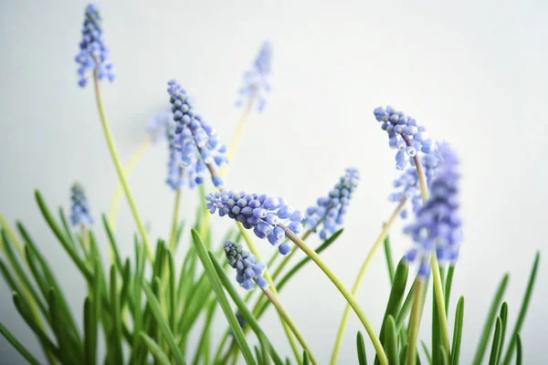 Första blå vårblommor "Muscari" — Stockfoto