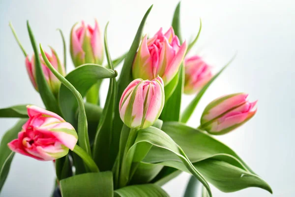 Pink tulips bouquet — Stock Photo, Image