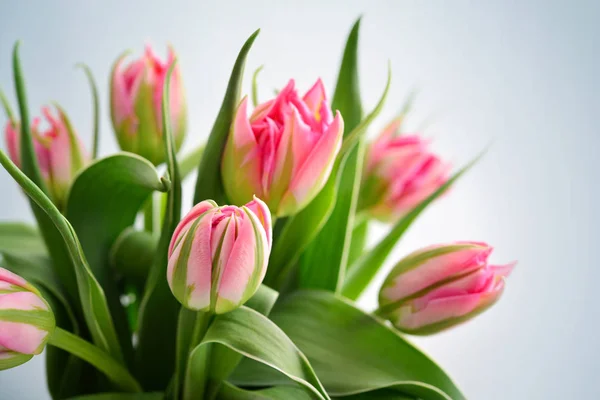 Rosa tulpaner bukett — Stockfoto