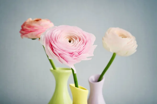 Persian buttercup flowers — Stock Photo, Image