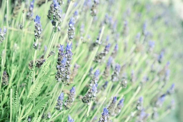Purple lavender flowers — Stock Photo, Image