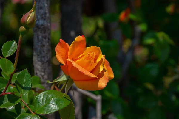 Fleur rose dans le jardin — Photo