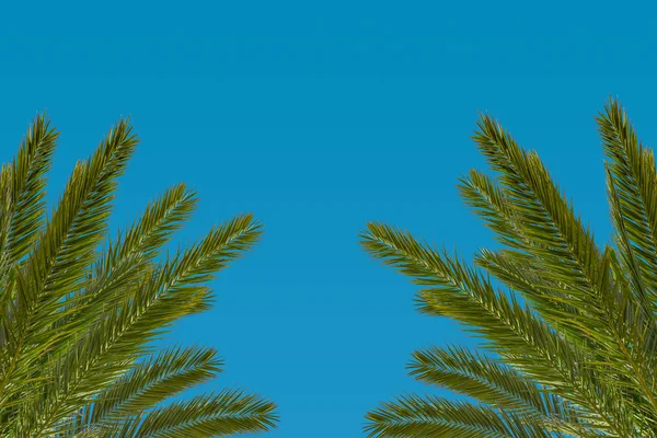 Kokosnoot palmblad — Stockfoto