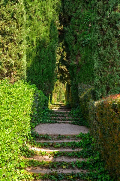 Staircase covered with ivy — Stock Photo, Image